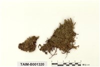 藏品(棉苔屬)的圖片